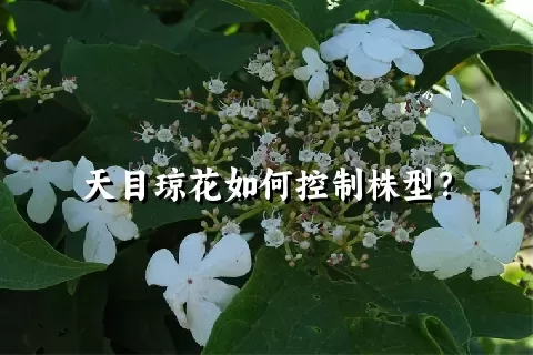 天目琼花如何控制株型？