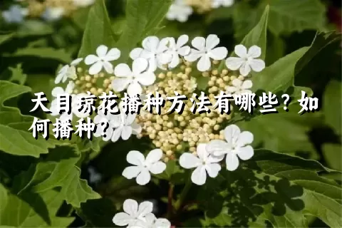 天目琼花播种方法有哪些？如何播种？