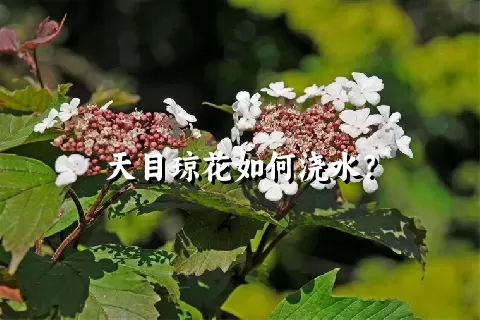 天目琼花如何浇水？