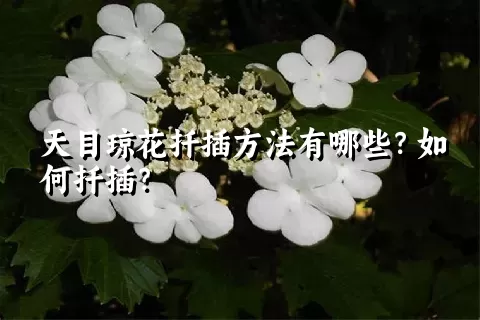 天目琼花扦插方法有哪些？如何扦插？