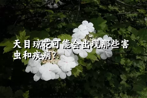 天目琼花可能会出现那些害虫和疾病？