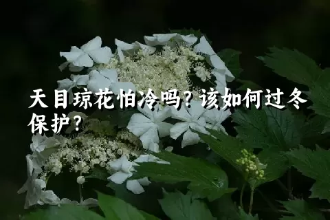 天目琼花怕冷吗？该如何过冬保护？