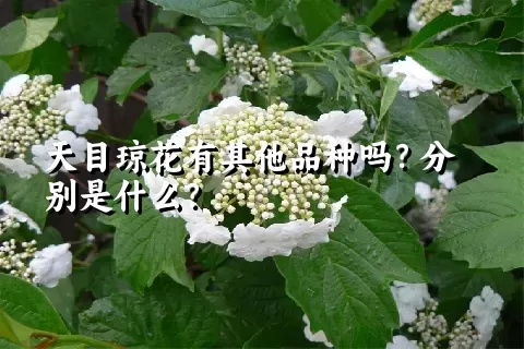 天目琼花有其他品种吗？分别是什么？