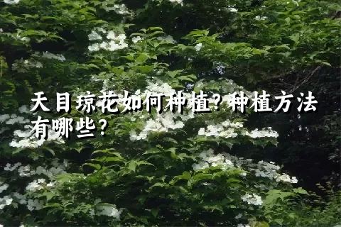 天目琼花如何种植？种植方法有哪些？