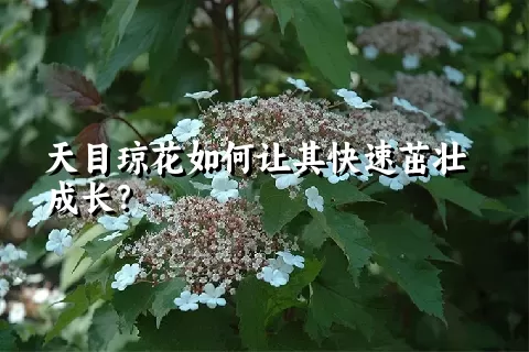 天目琼花如何让其快速茁壮成长？