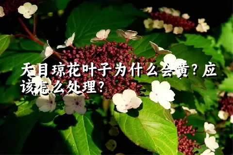 天目琼花叶子为什么会黄？应该怎么处理？