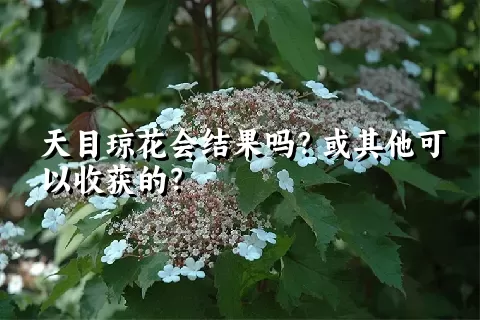 天目琼花会结果吗？或其他可以收获的？