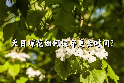 天目琼花如何保存更长时间？