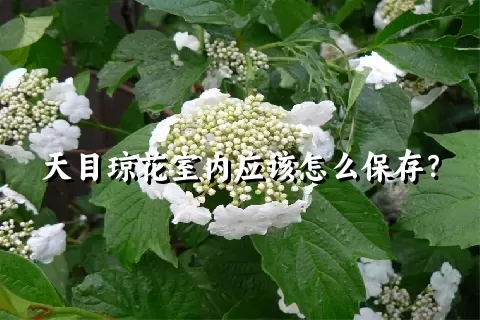 天目琼花室内应该怎么保存？