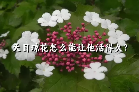 天目琼花怎么能让他活得久？