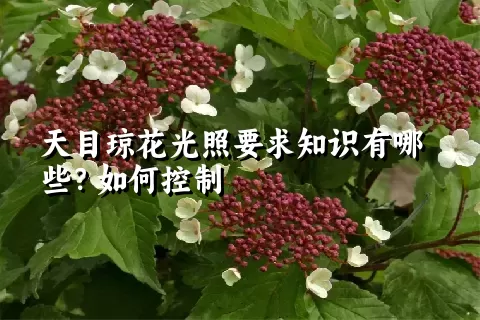 天目琼花光照要求知识有哪些？如何控制