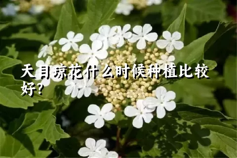 天目琼花什么时候种植比较好？