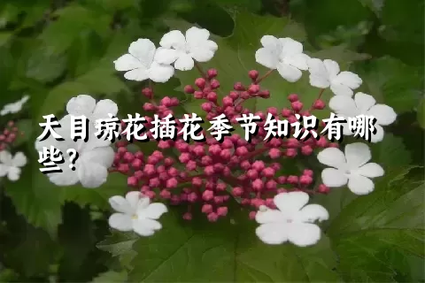 天目琼花插花季节知识有哪些？