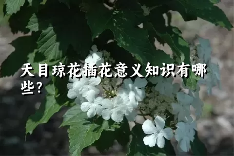 天目琼花插花意义知识有哪些？