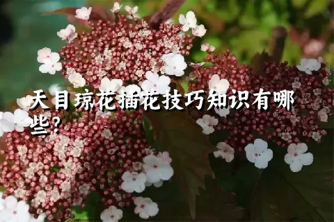 天目琼花插花技巧知识有哪些？