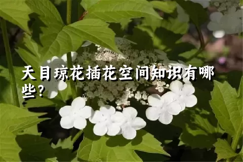 天目琼花插花空间知识有哪些？