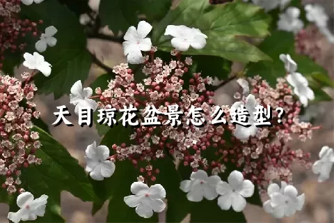 天目琼花盆景怎么造型？