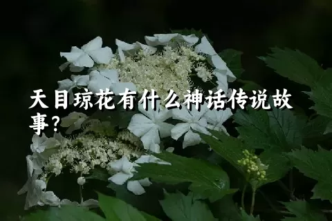 天目琼花有什么神话传说故事？