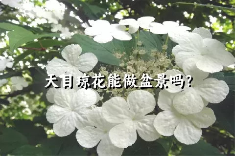 天目琼花能做盆景吗？