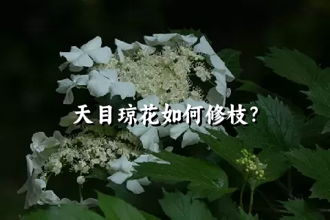 天目琼花如何修枝？