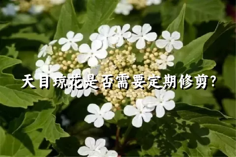 天目琼花是否需要定期修剪？