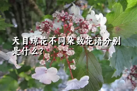 天目琼花不同朵数花语分别是什么？