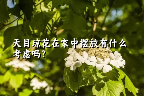 天目琼花在家中摆放有什么考虑吗？