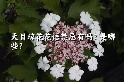 天目琼花花语禁忌有吗？是哪些？