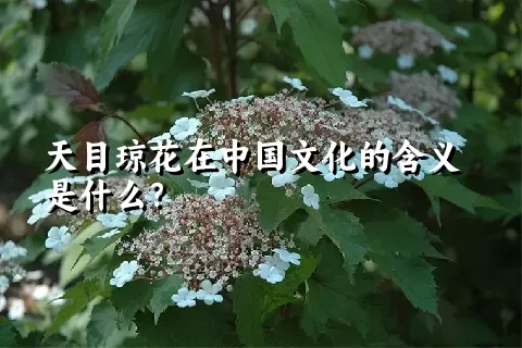 天目琼花在中国文化的含义是什么？