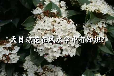 天目琼花在风水学中有知识？