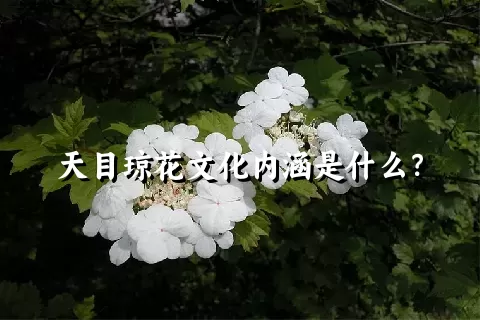 天目琼花文化内涵是什么？