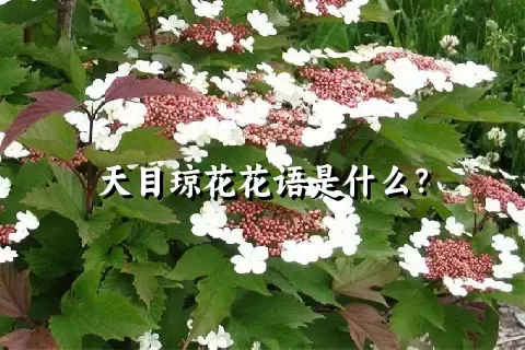 天目琼花花语是什么？