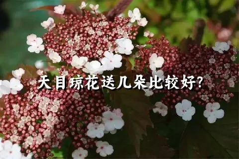 天目琼花送几朵比较好？