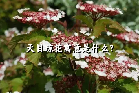 天目琼花寓意是什么？