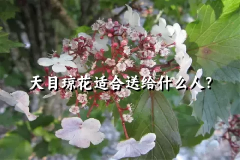 天目琼花适合送给什么人？