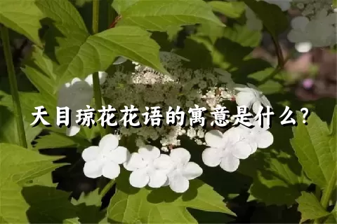 天目琼花花语的寓意是什么？