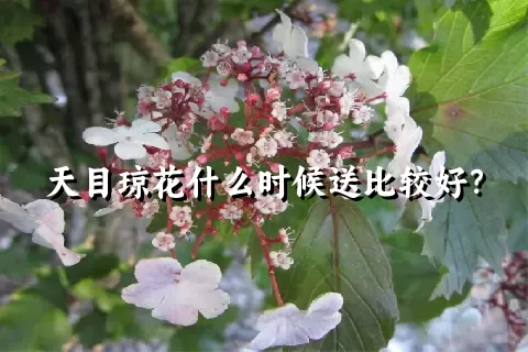 天目琼花什么时候送比较好？