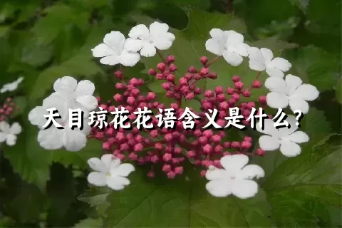 天目琼花花语含义是什么？