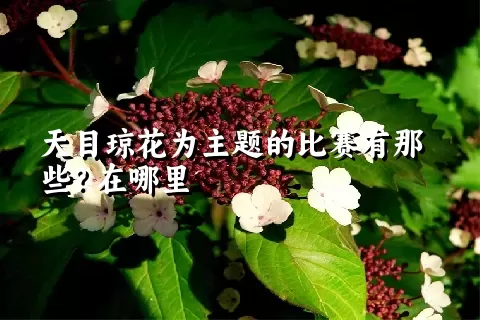 天目琼花为主题的比赛有那些？在哪里