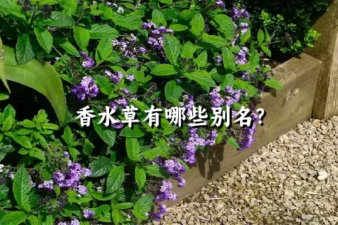 香水草有哪些别名？