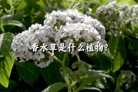 香水草是什么植物？