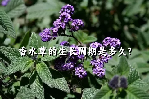 香水草的生长周期是多久？