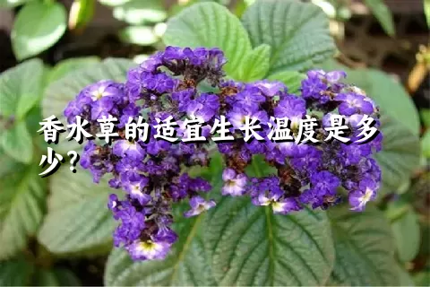 香水草的适宜生长温度是多少？