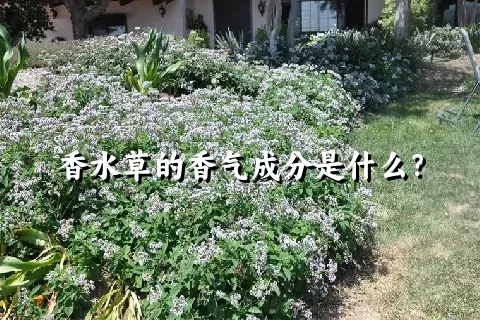 香水草的香气成分是什么？