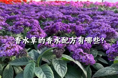 香水草的香水配方有哪些？