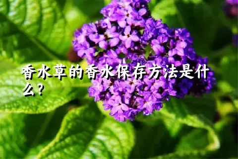 香水草的香水保存方法是什么？