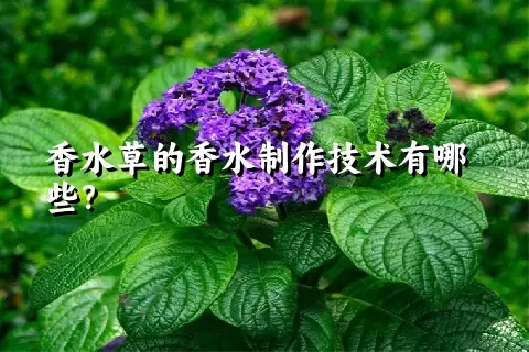 香水草的香水制作技术有哪些？