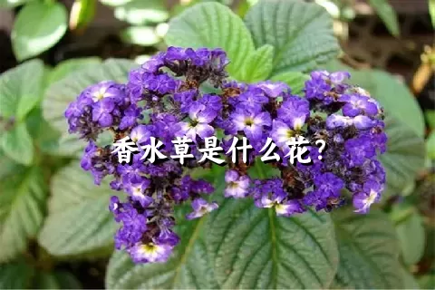 香水草是什么花？