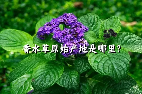 香水草原始产地是哪里？