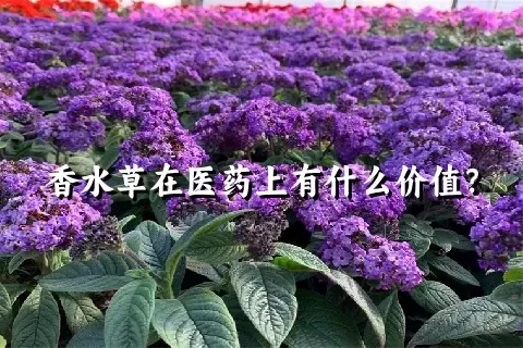 香水草在医药上有什么价值？